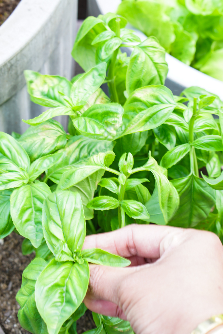 hand plucking fresh basil from a plant